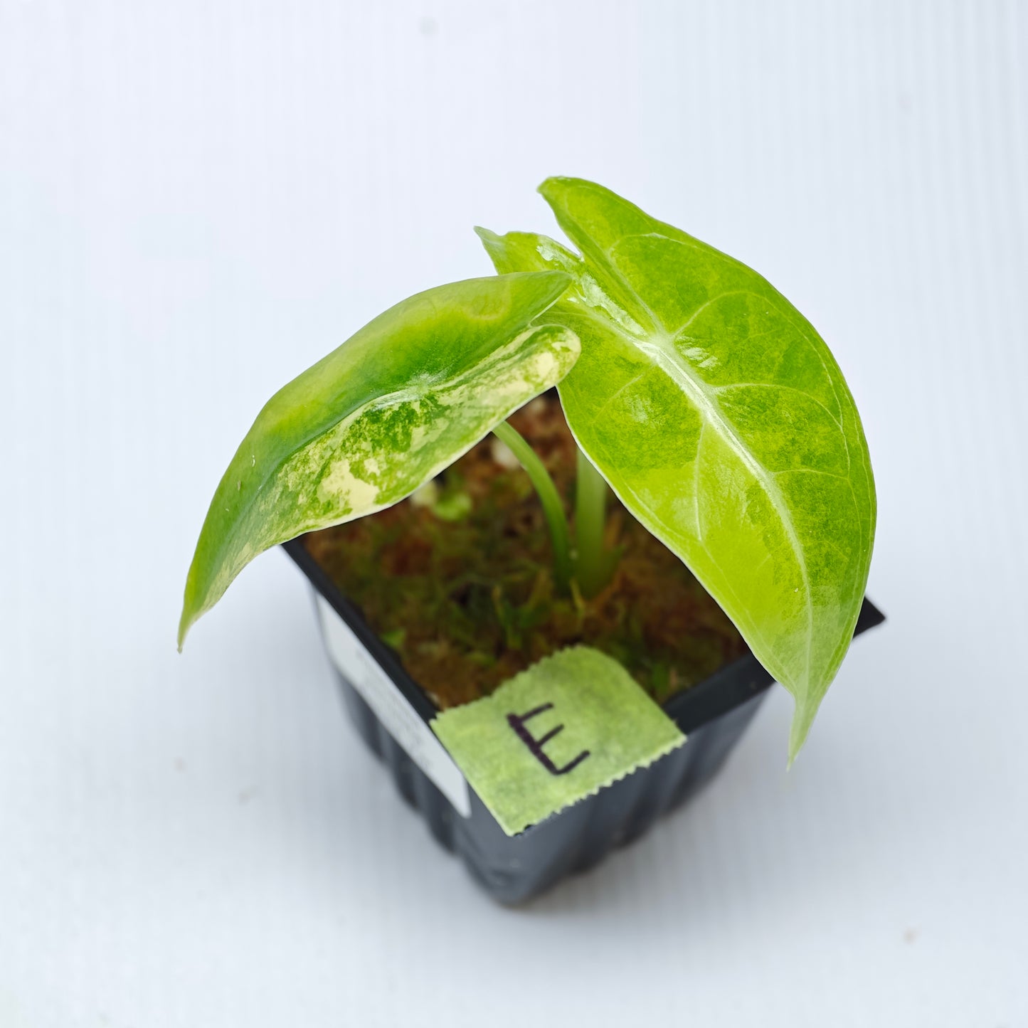 Alocasia venusta Aurea Variegated