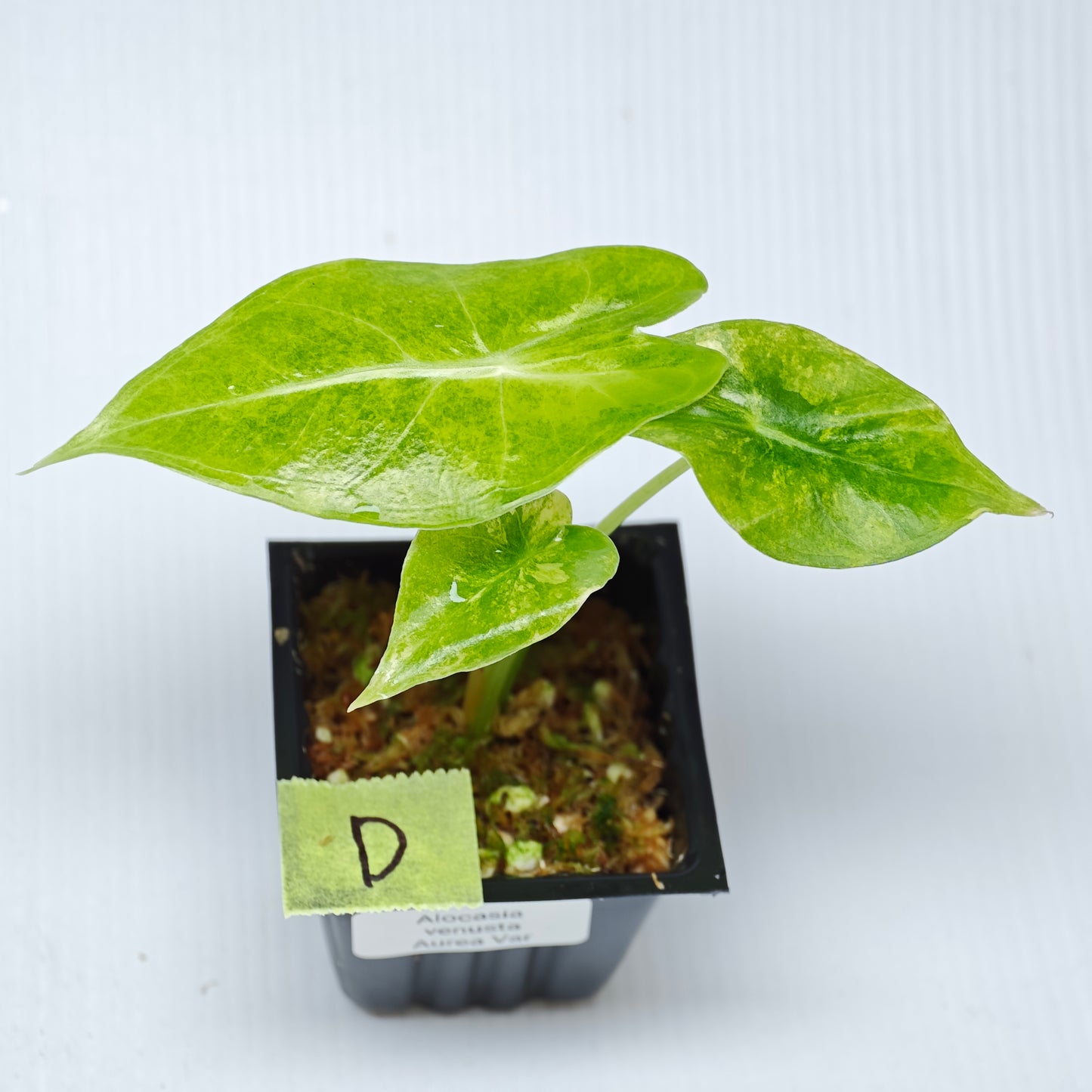 Alocasia venusta Aurea Variegated