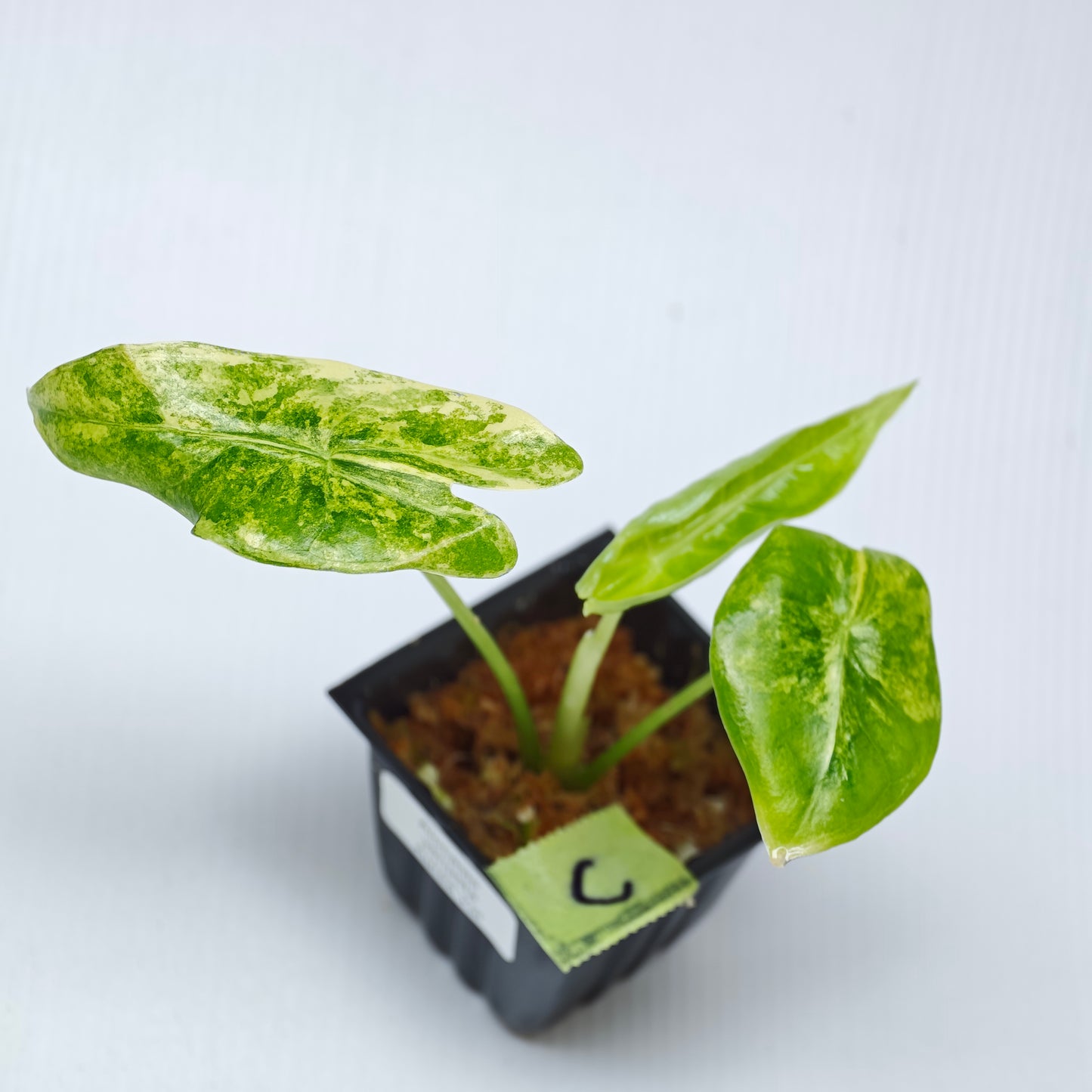 Alocasia venusta Aurea Variegated