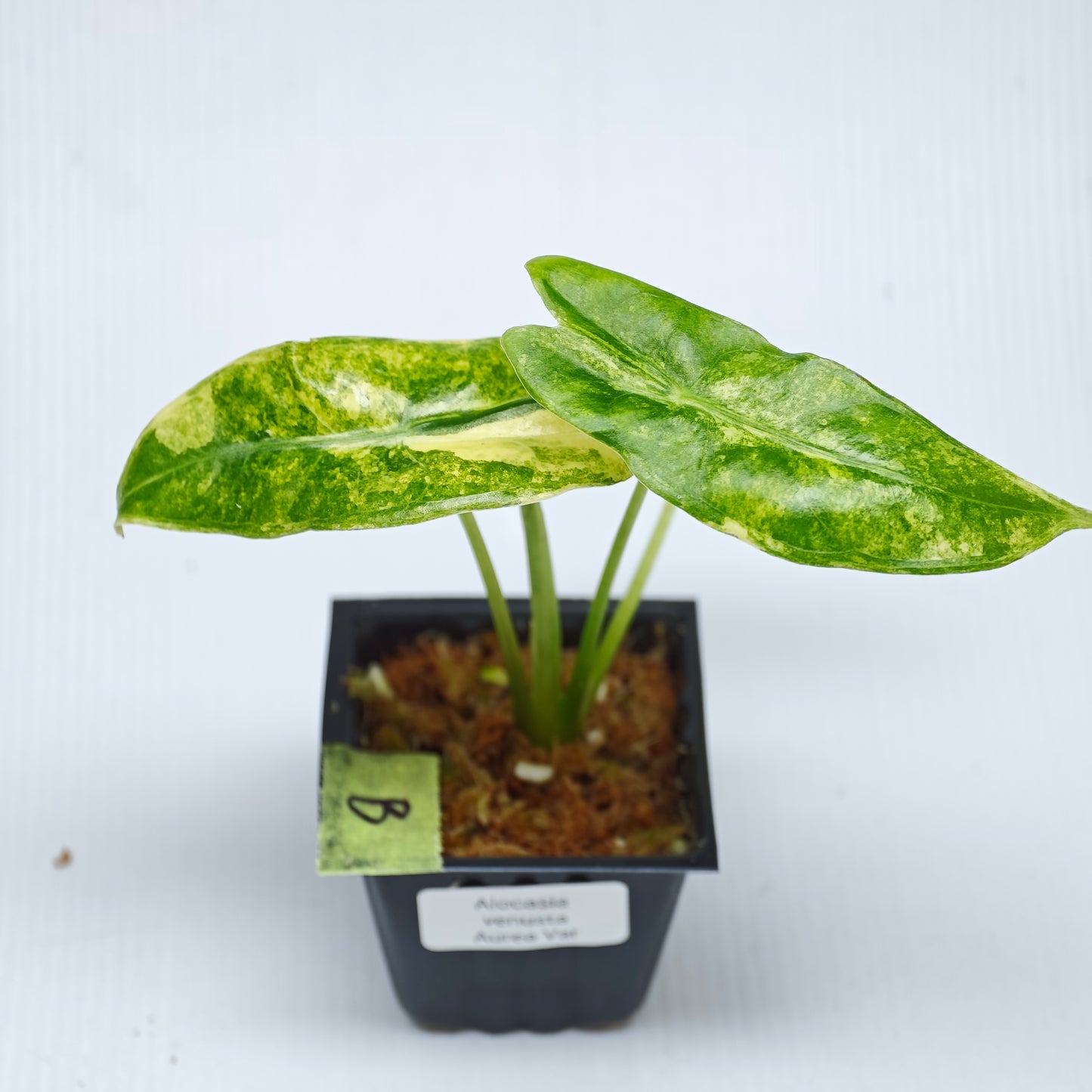 Alocasia venusta Aurea Variegated
