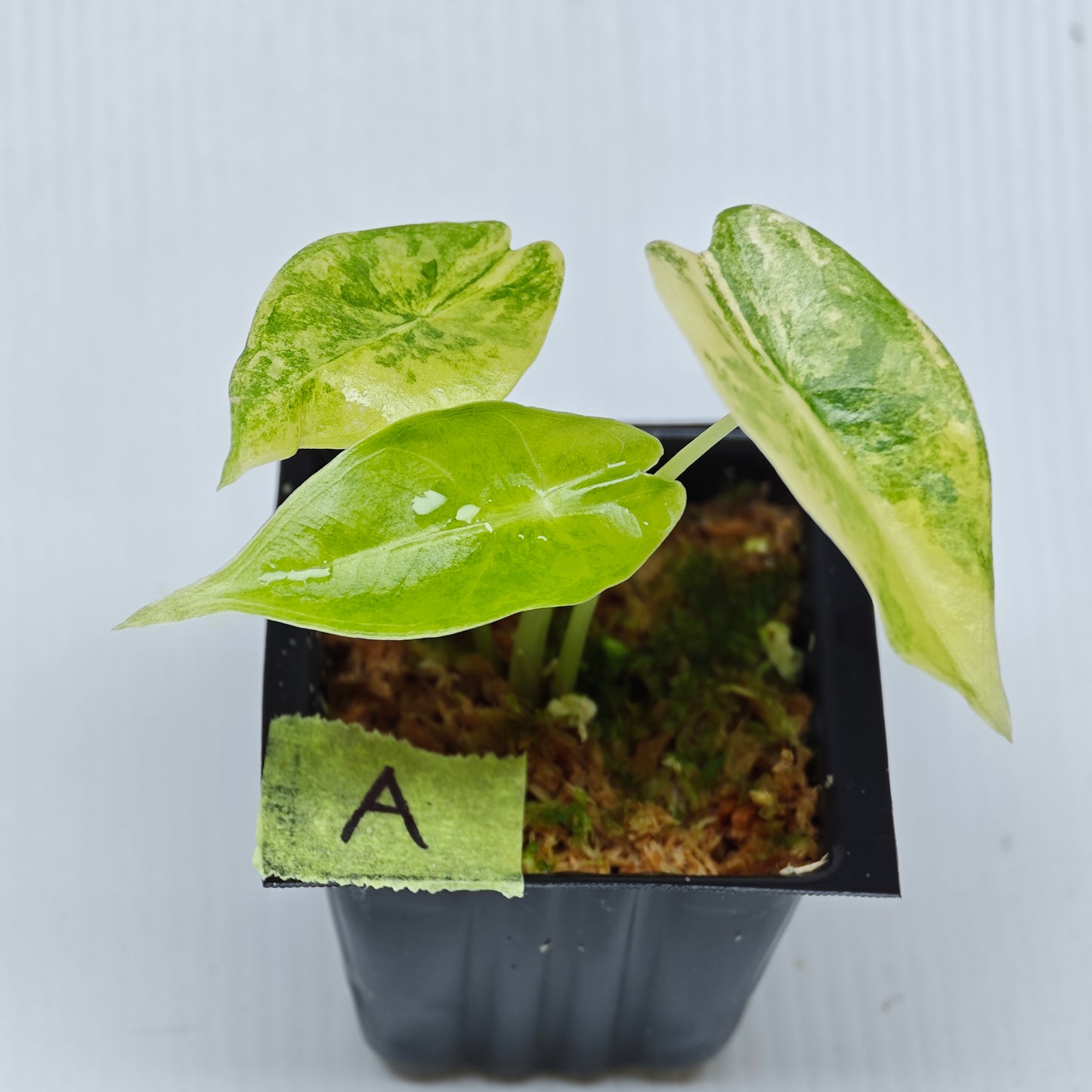 Alocasia venusta Aurea Variegated