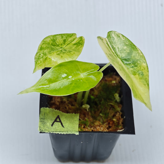 Alocasia venusta Aurea Variegated