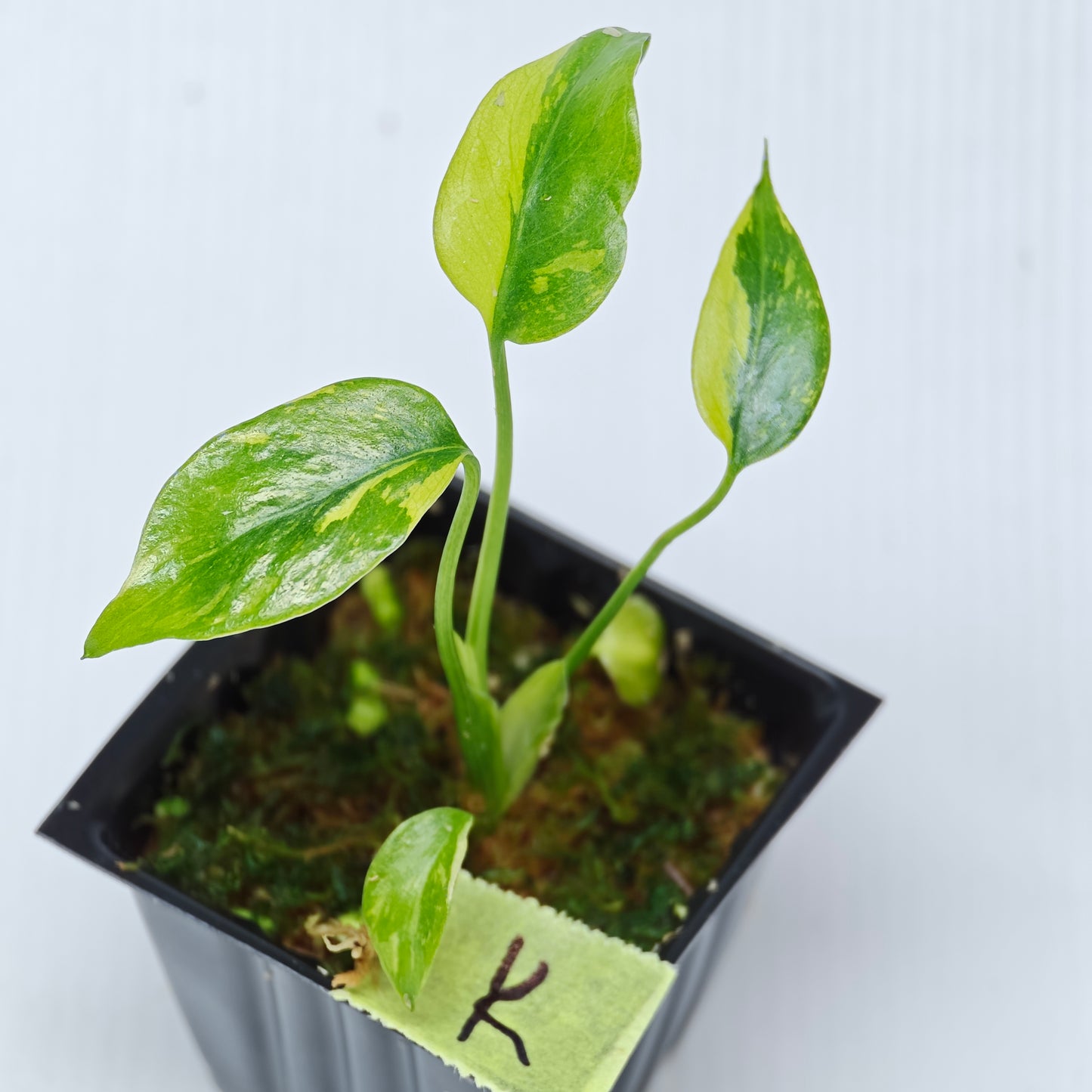 Monstera Electrolyte