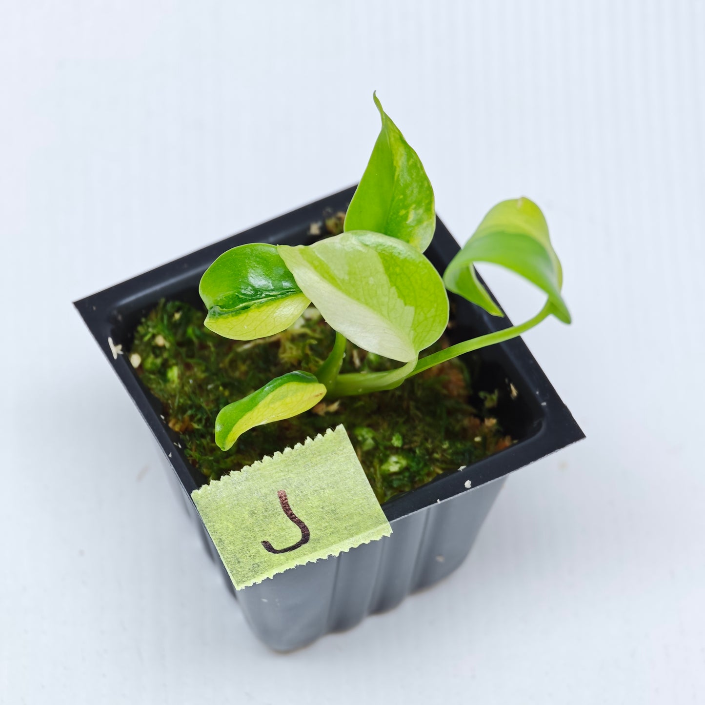 Monstera Electrolyte