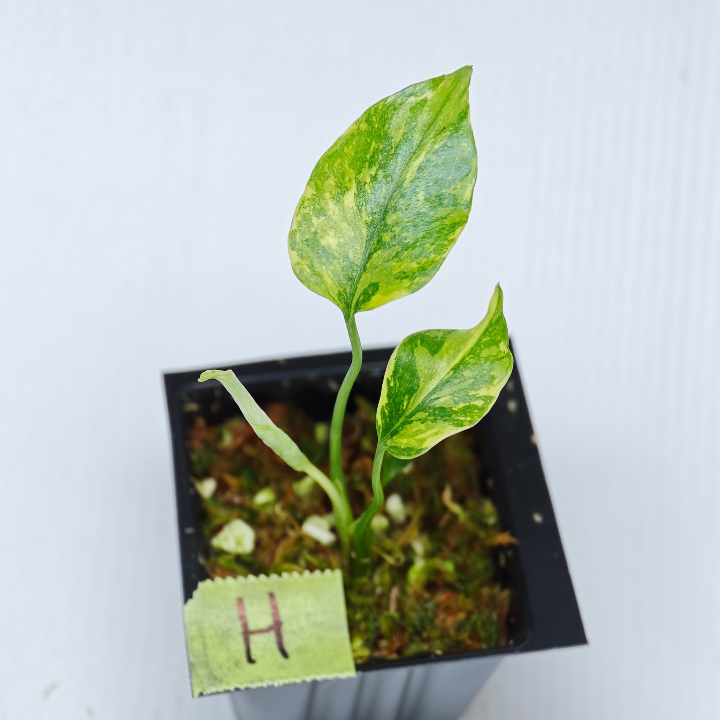 Monstera Electrolyte
