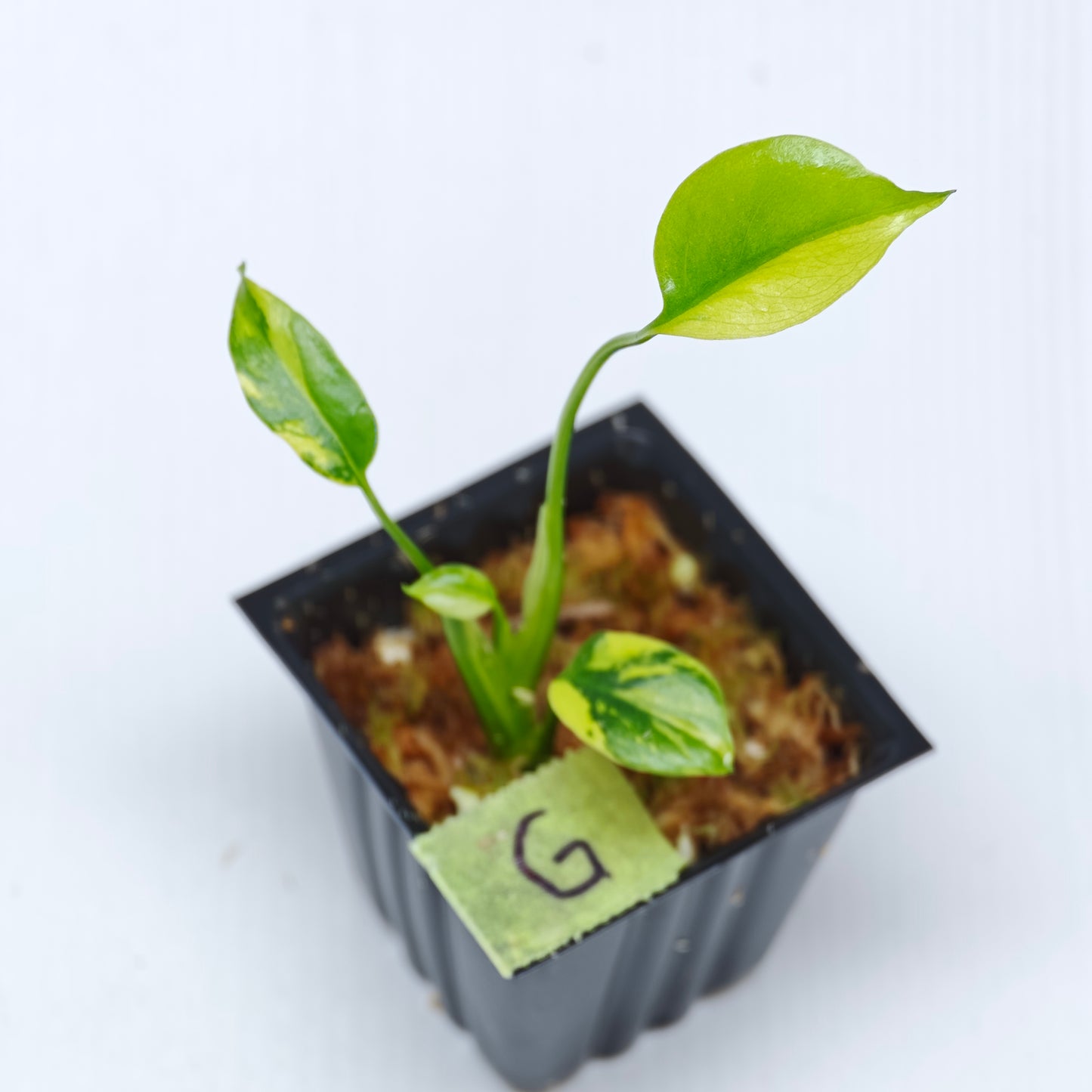 Monstera Electrolyte