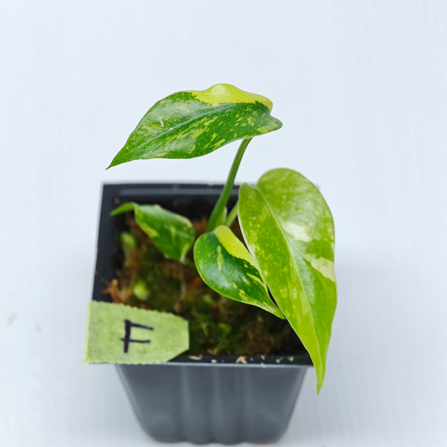 Monstera Electrolyte