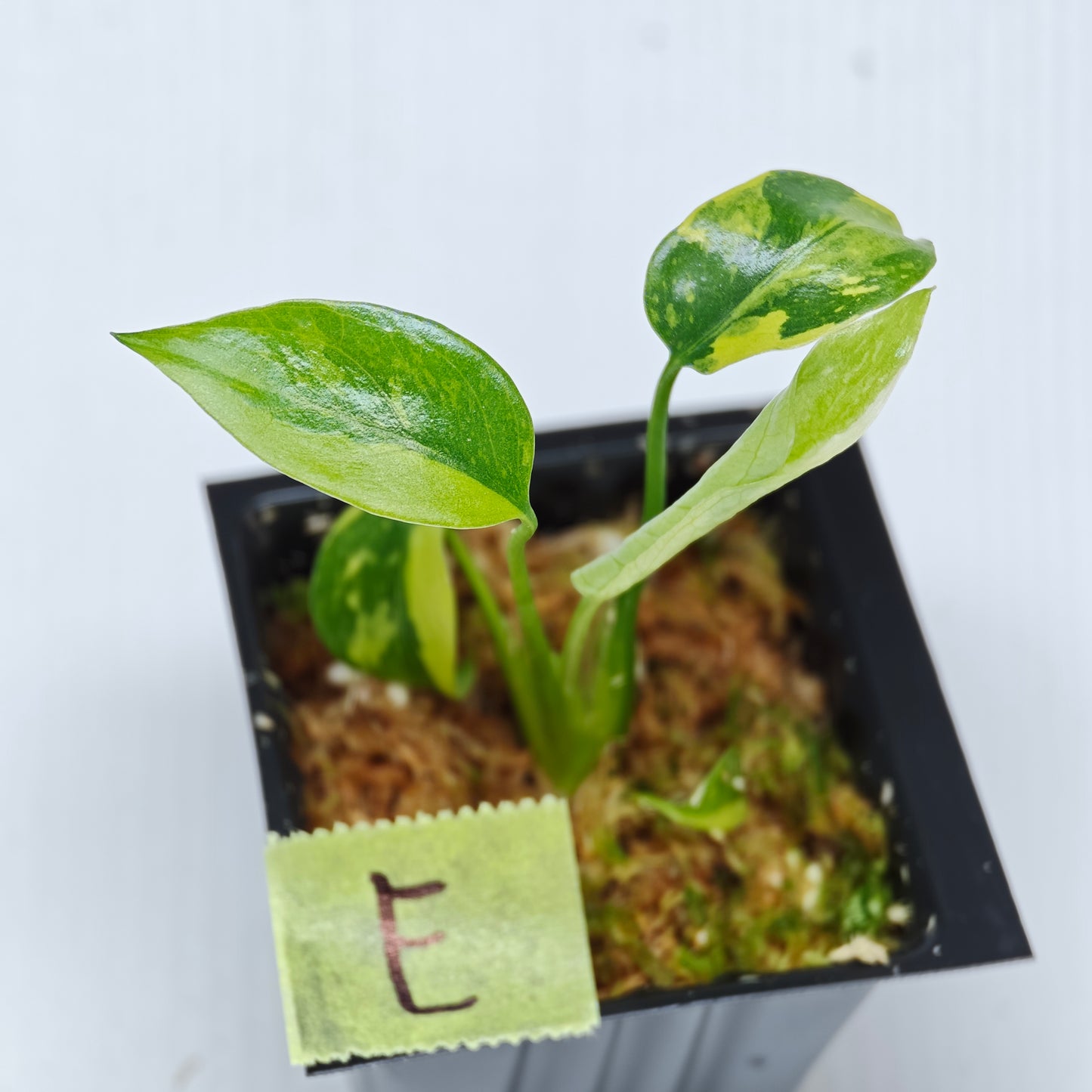 Monstera Electrolyte