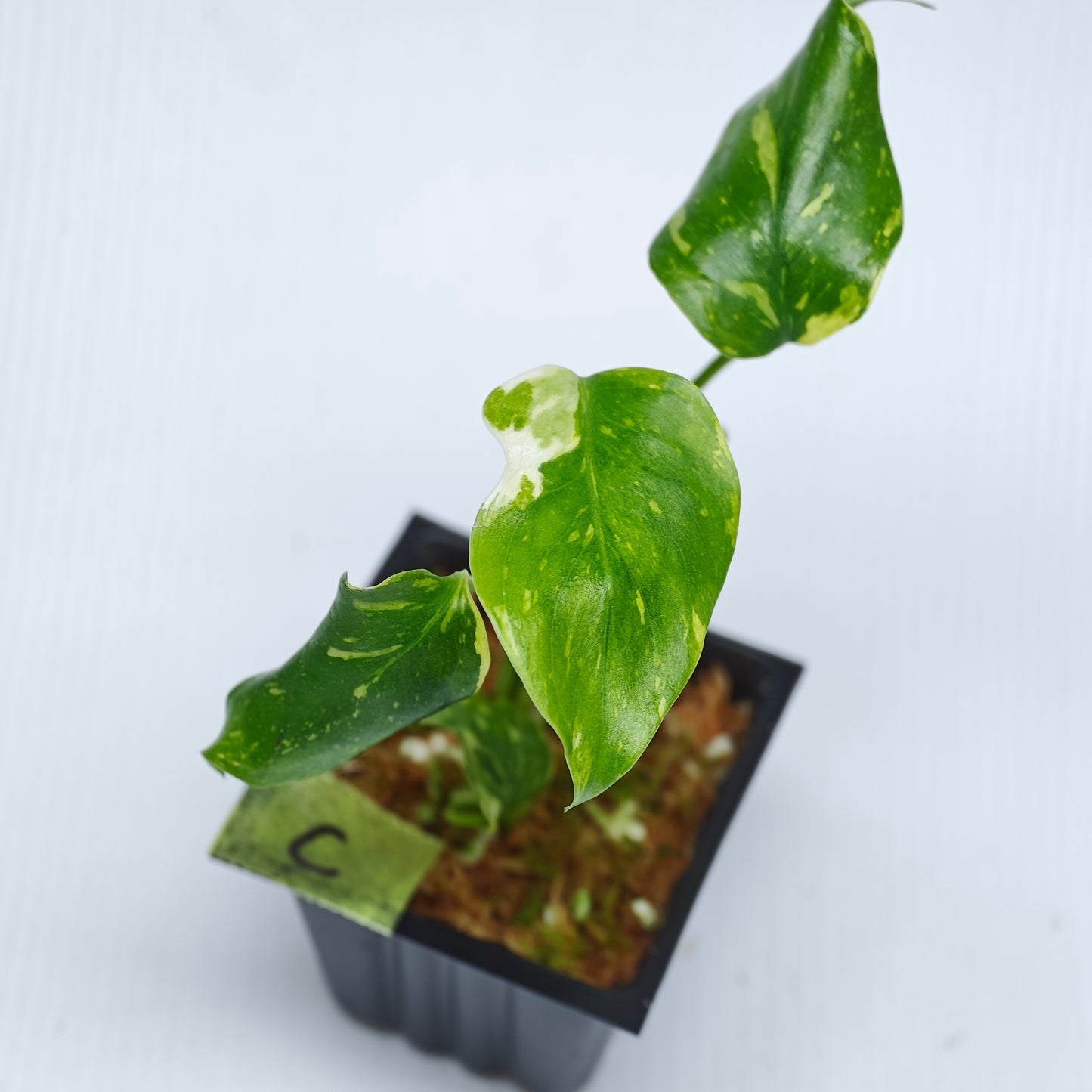 Monstera Electrolyte