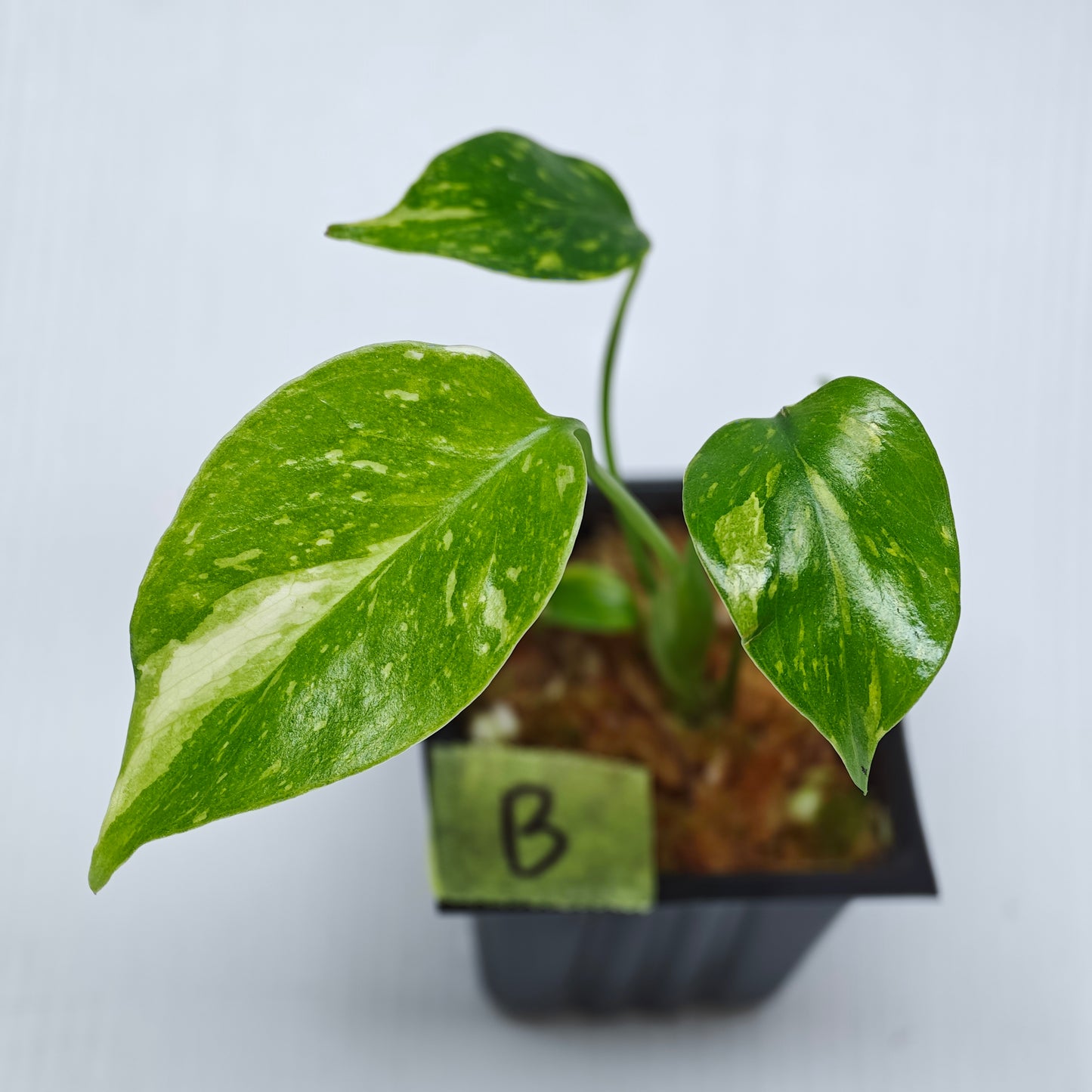 Monstera Electrolyte