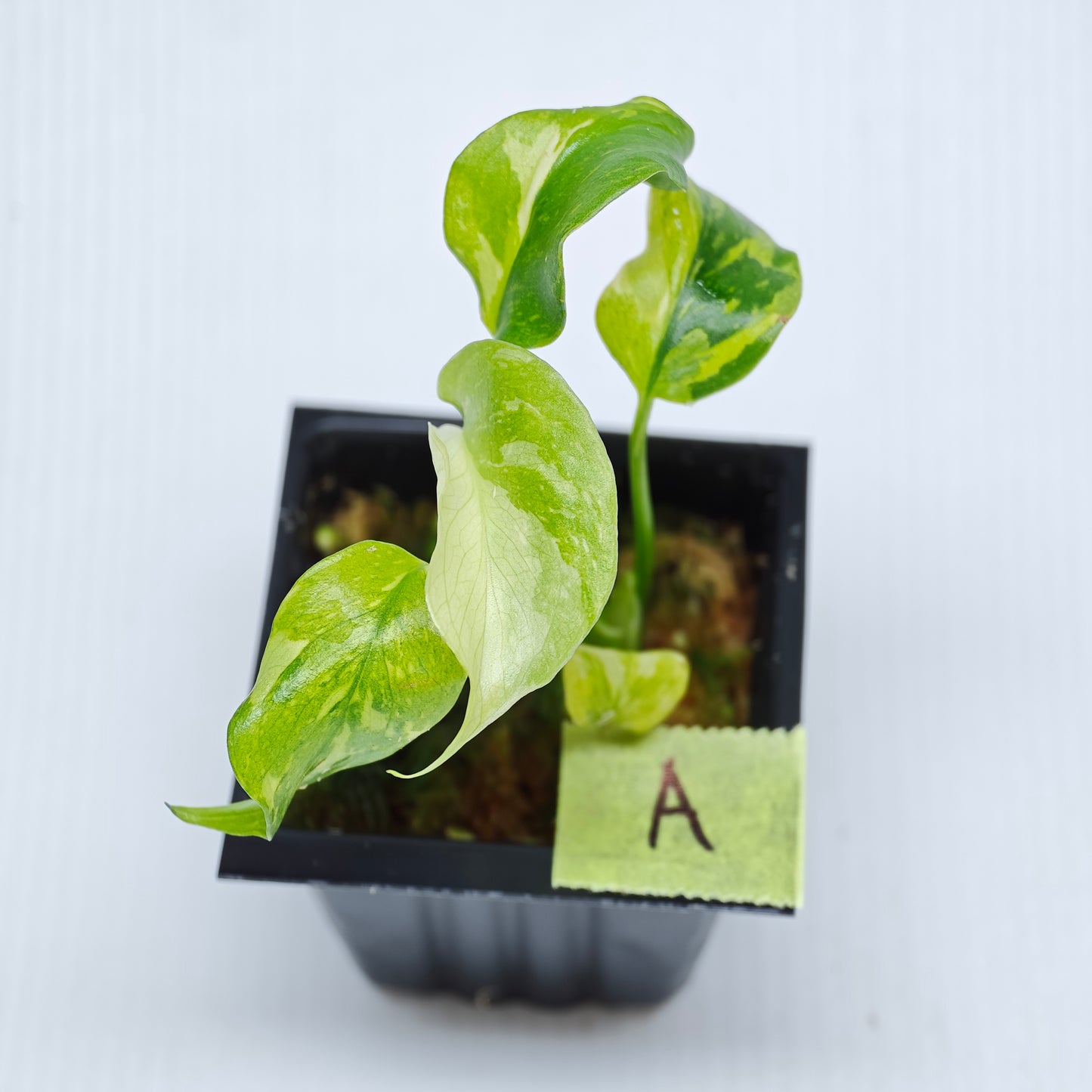 Monstera Electrolyte