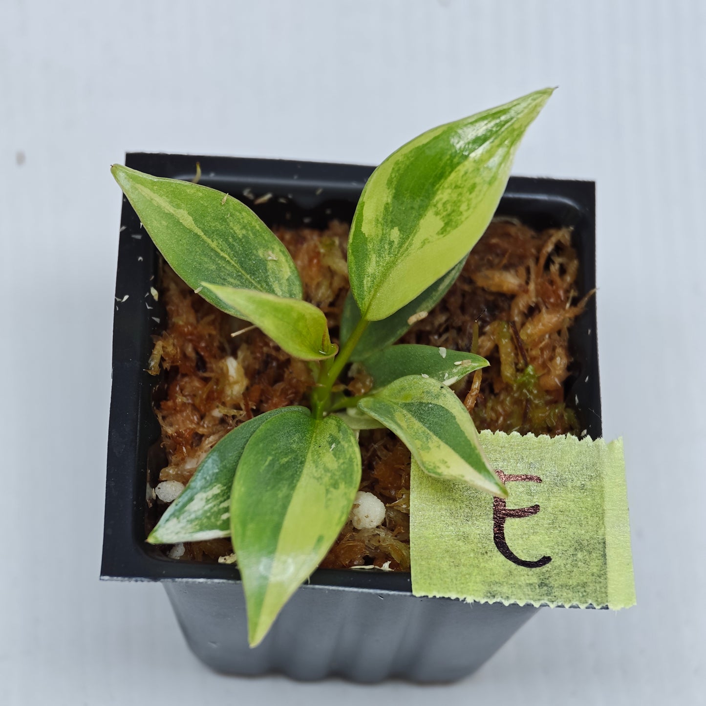 Philodendron atabapoense Pink Marble Variegated
