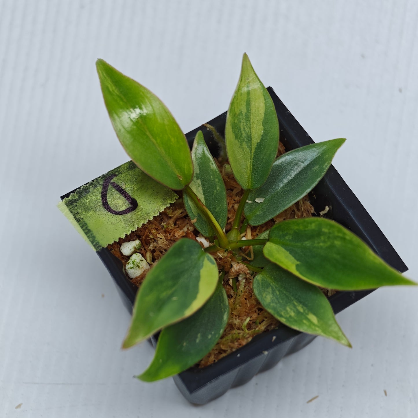 Philodendron atabapoense Pink Marble Variegated