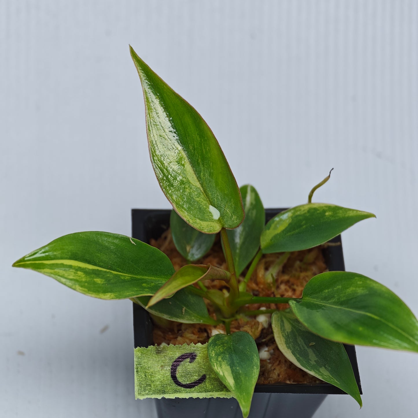 Philodendron atabapoense Pink Marble Variegated