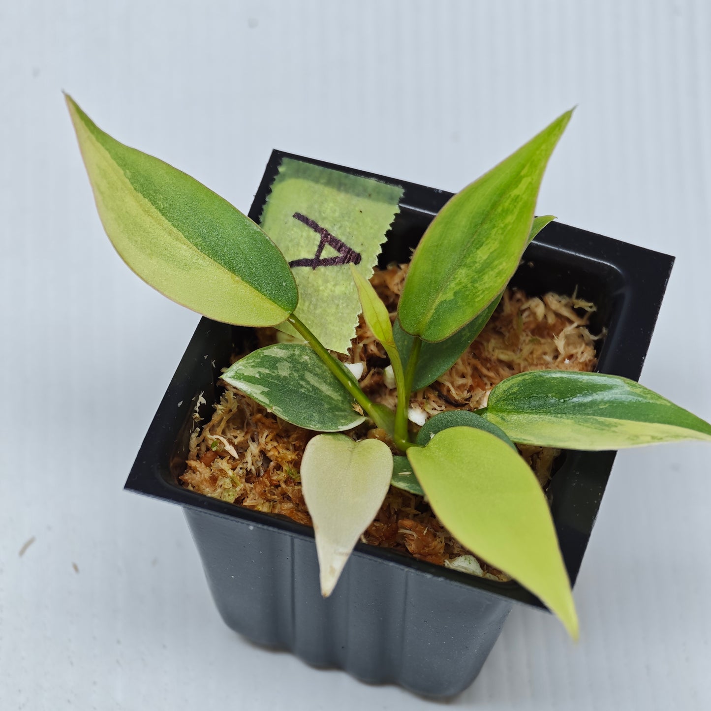 Philodendron atabapoense Pink Marble Variegated