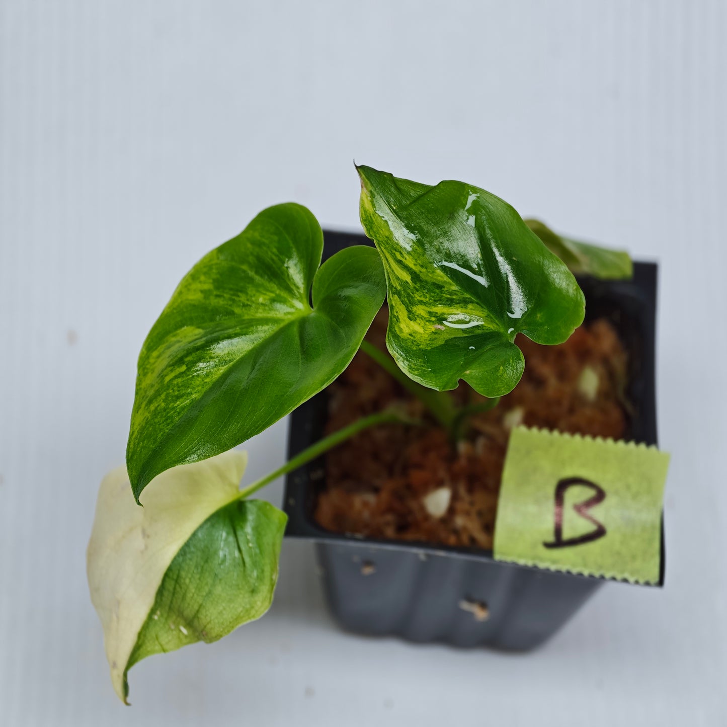 Philodendron Angela / African Fantasy Variegated
