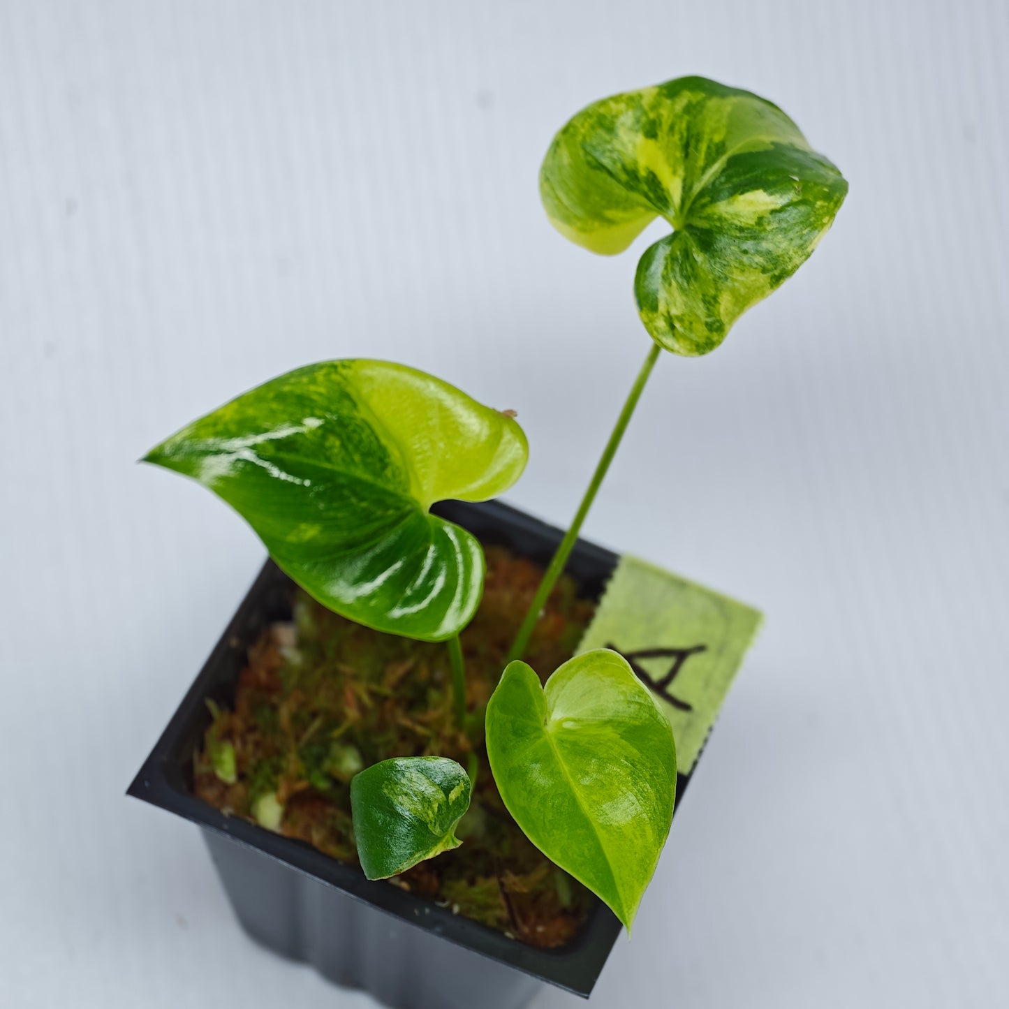 Philodendron Angela / African Fantasy Variegated