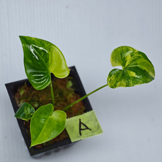 Philodendron Angela / African Fantasy Variegated