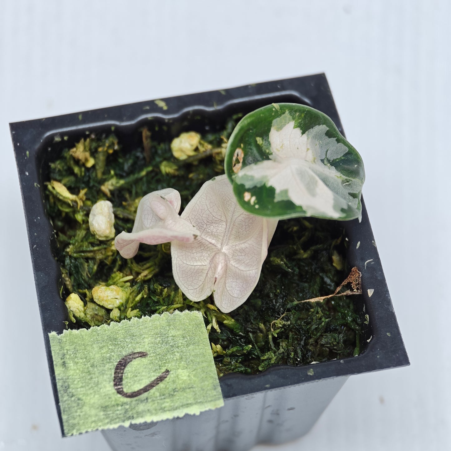 Alocasia Heart Balloon Pink Highly Variegated