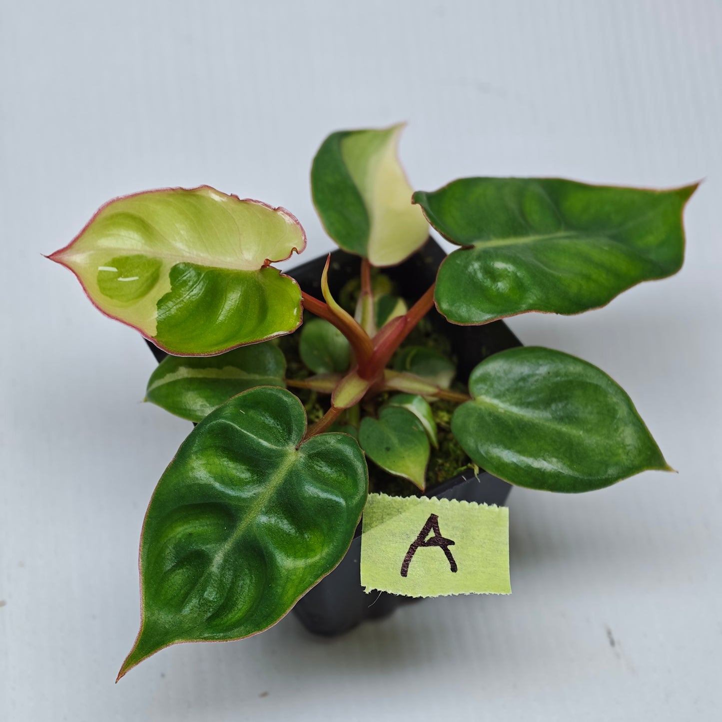 Philodendron billietiae sectoral variegation