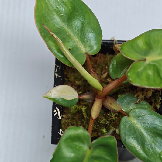 REVERTED Philodendron billietiae 50x50mm