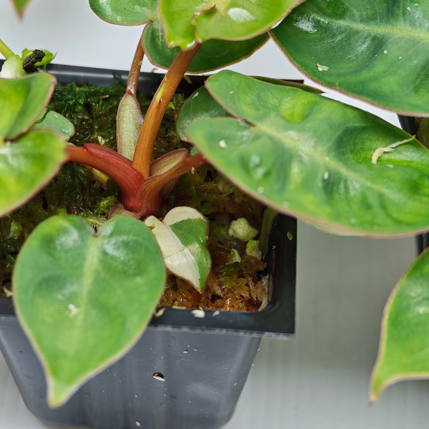 REVERTED Philodendron billietiae 50x50mm
