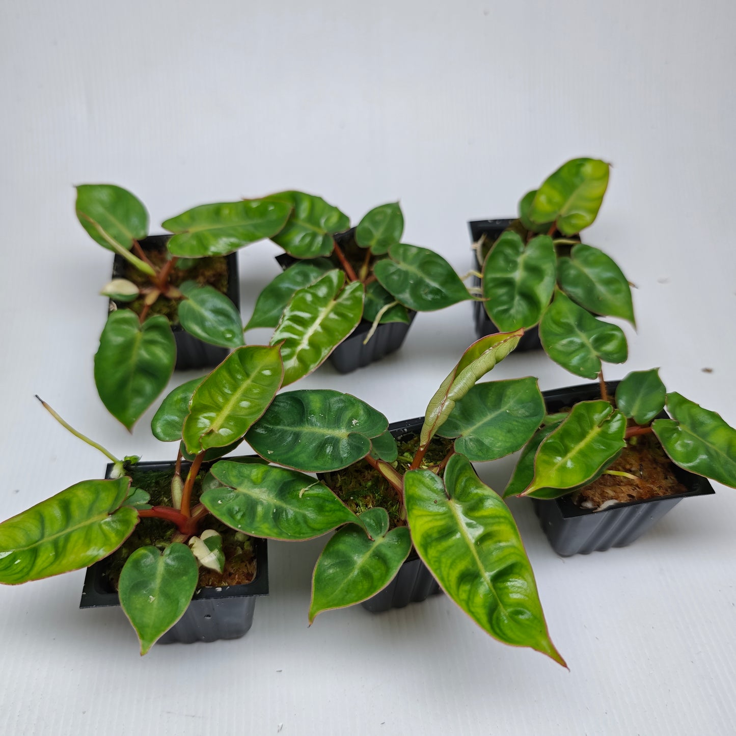REVERTED Philodendron billietiae 50x50mm