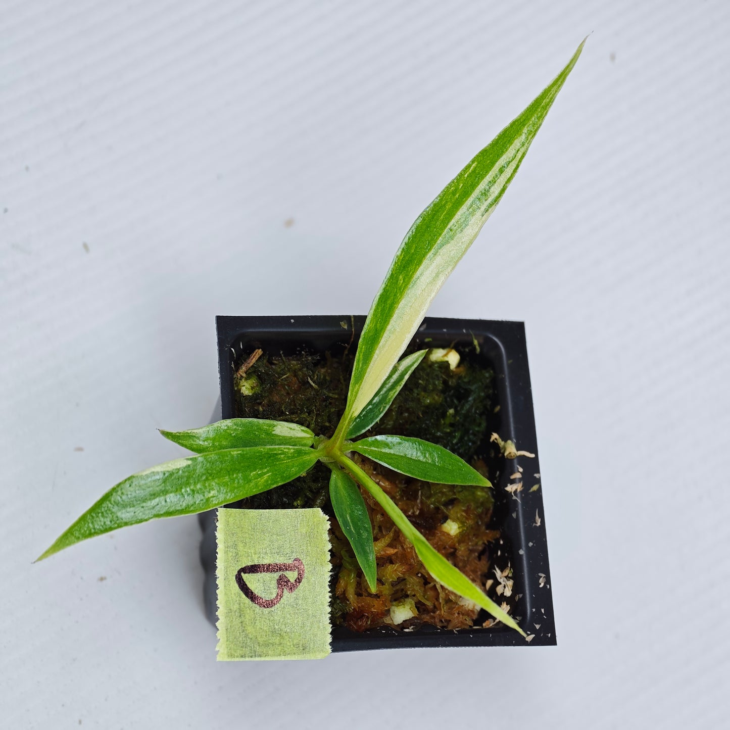 Philodendron tortum Aurea Variegated
