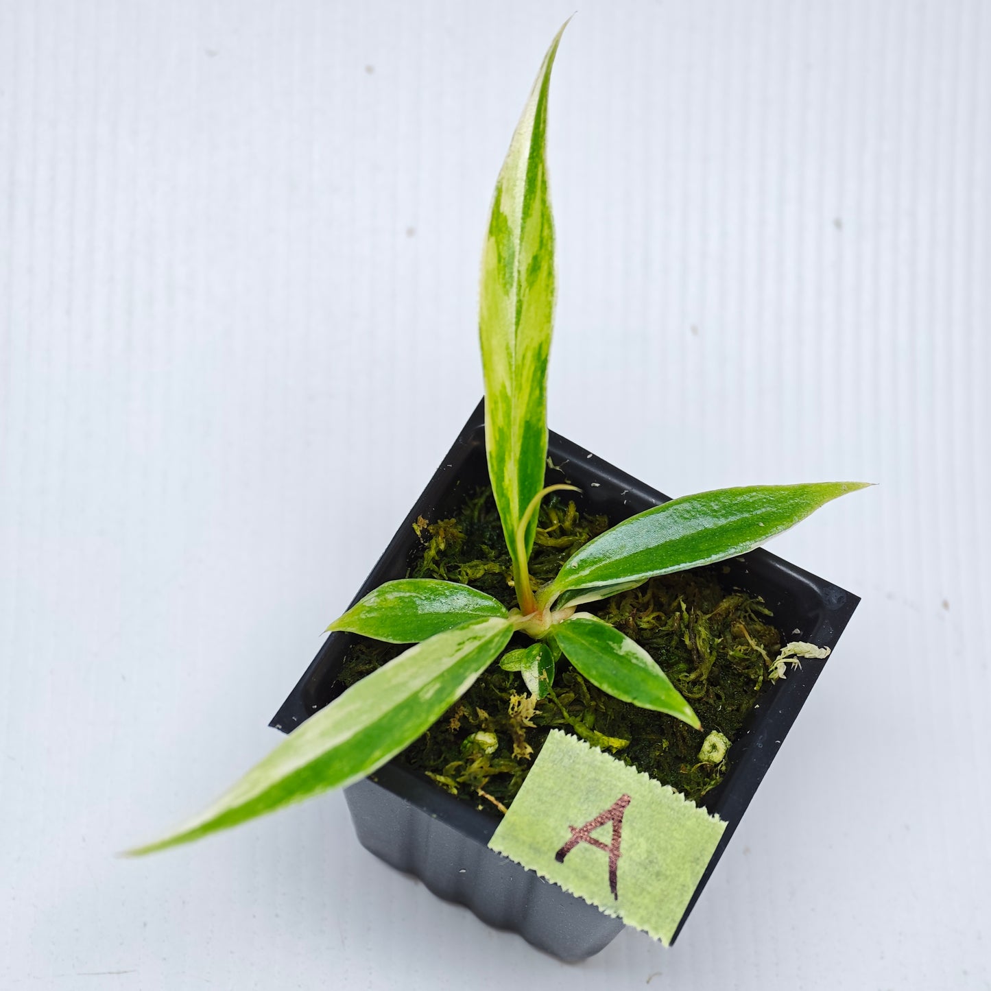 Philodendron tortum Aurea Variegated