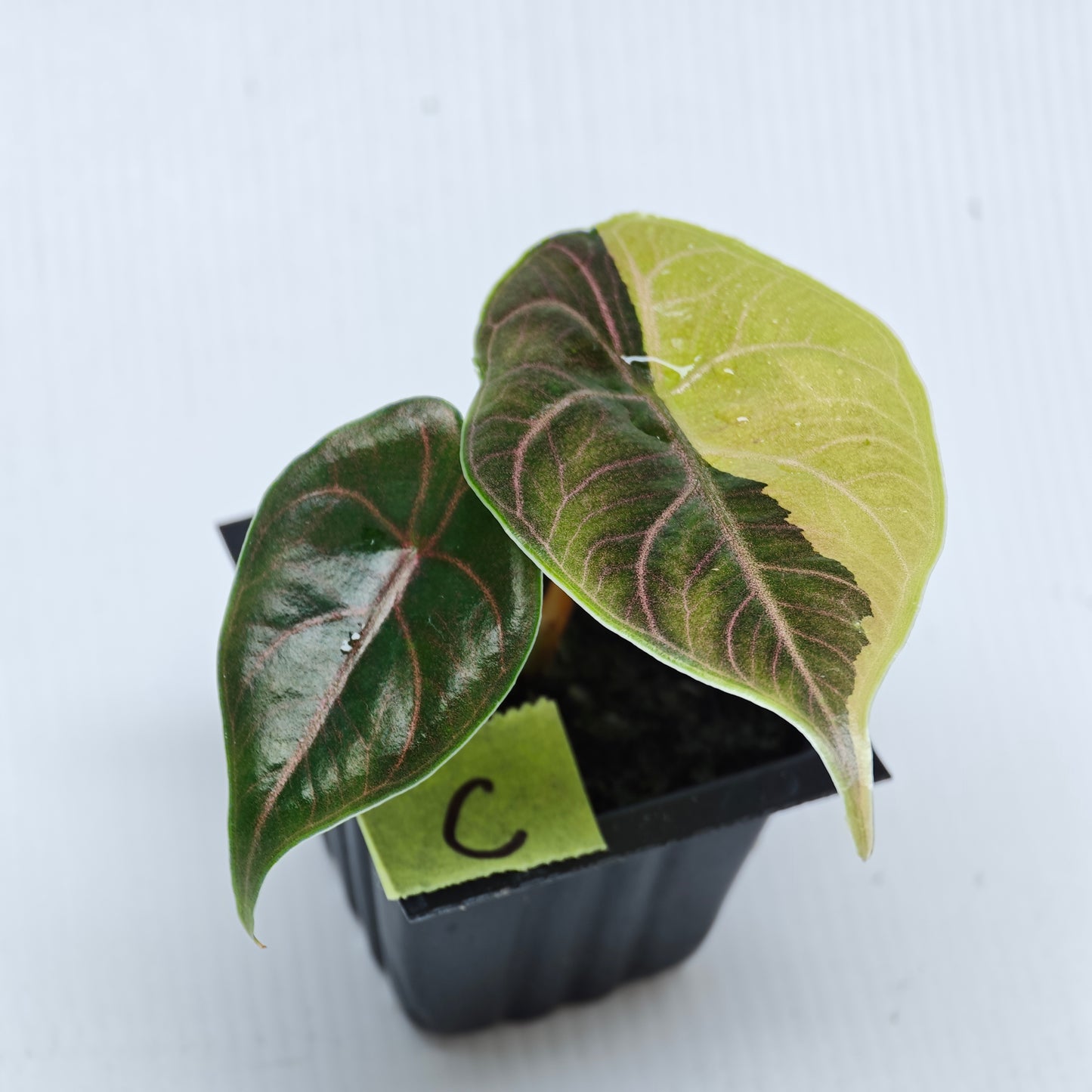 Alocasia azlanii Aurea Variegated