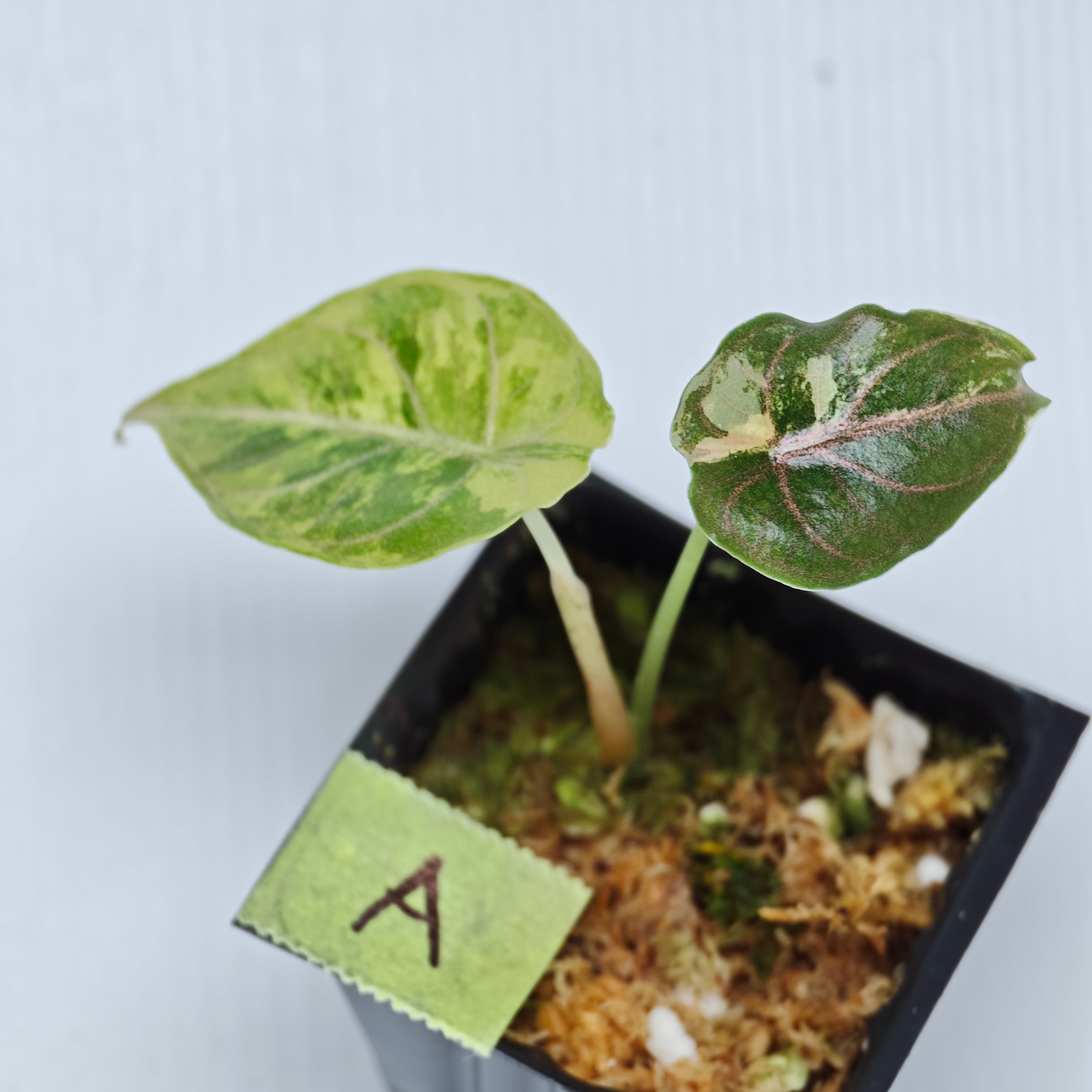 Alocasia azlanii Aurea Variegated – Flora Magnifica Australia
