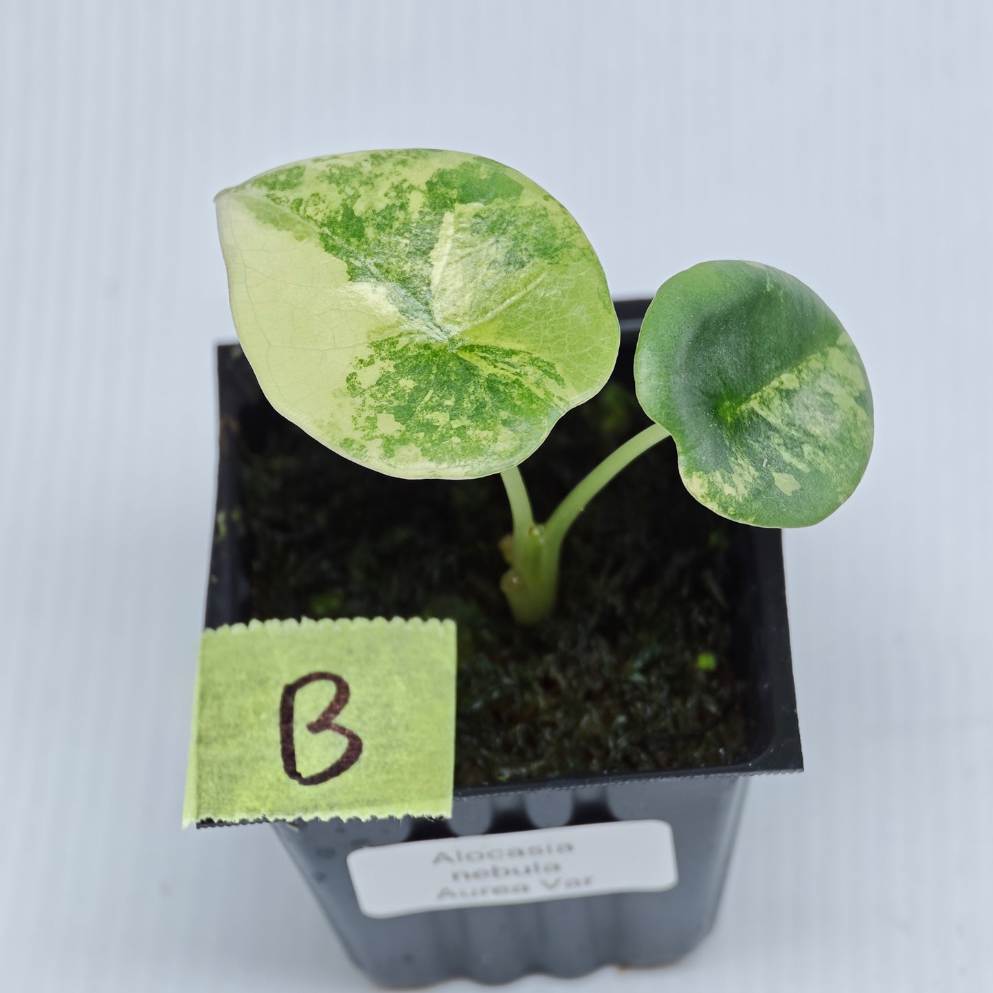 Alocasia Nebula Aurea Variegated