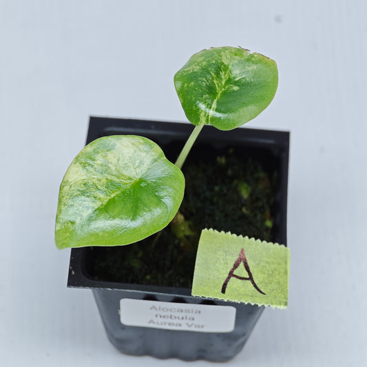 Alocasia Nebula Aurea Variegated