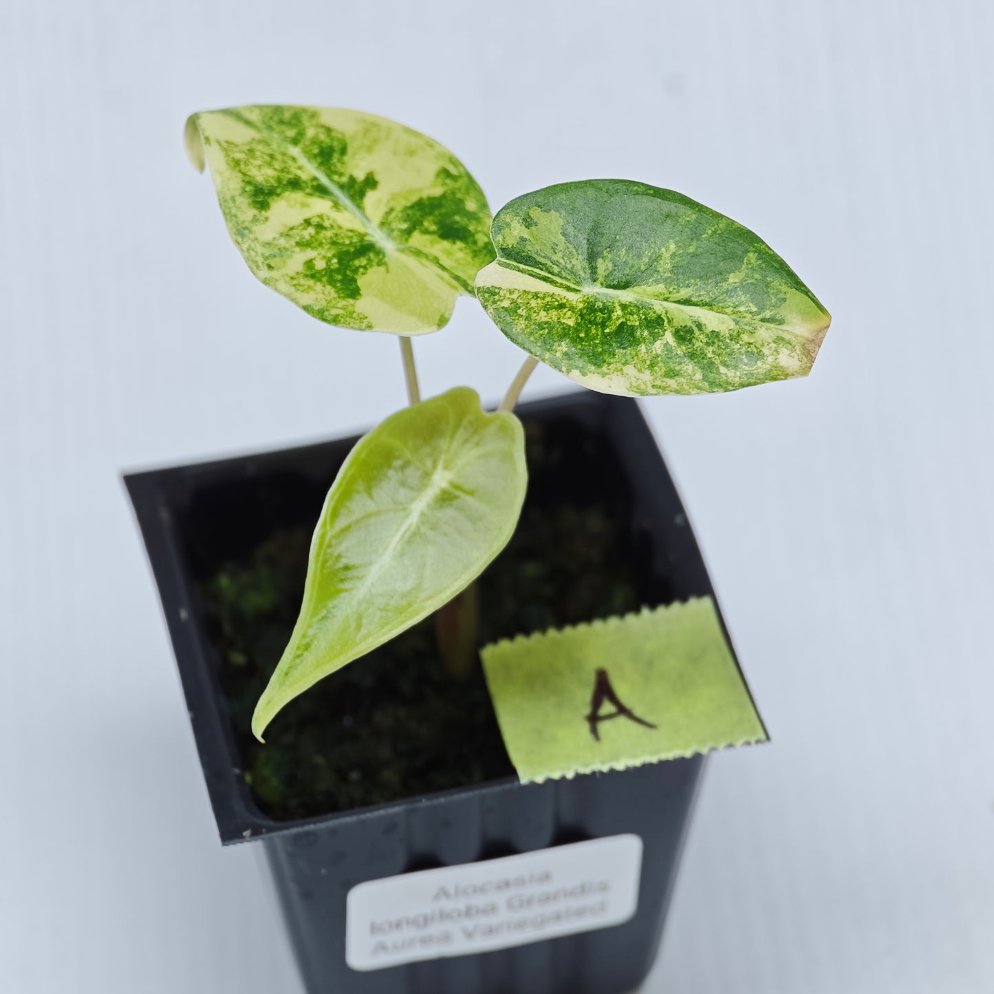 Alocasia longiloba Grandis Aurea Variegated