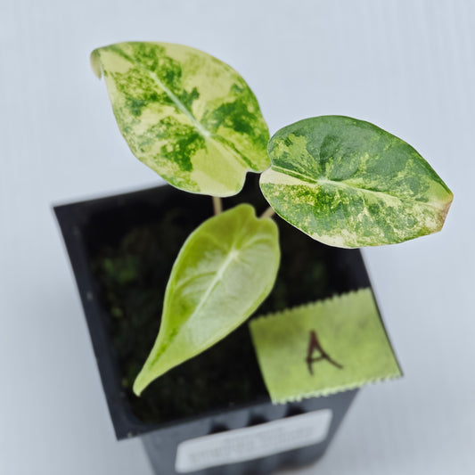 Alocasia longiloba Grandis Aurea Variegated