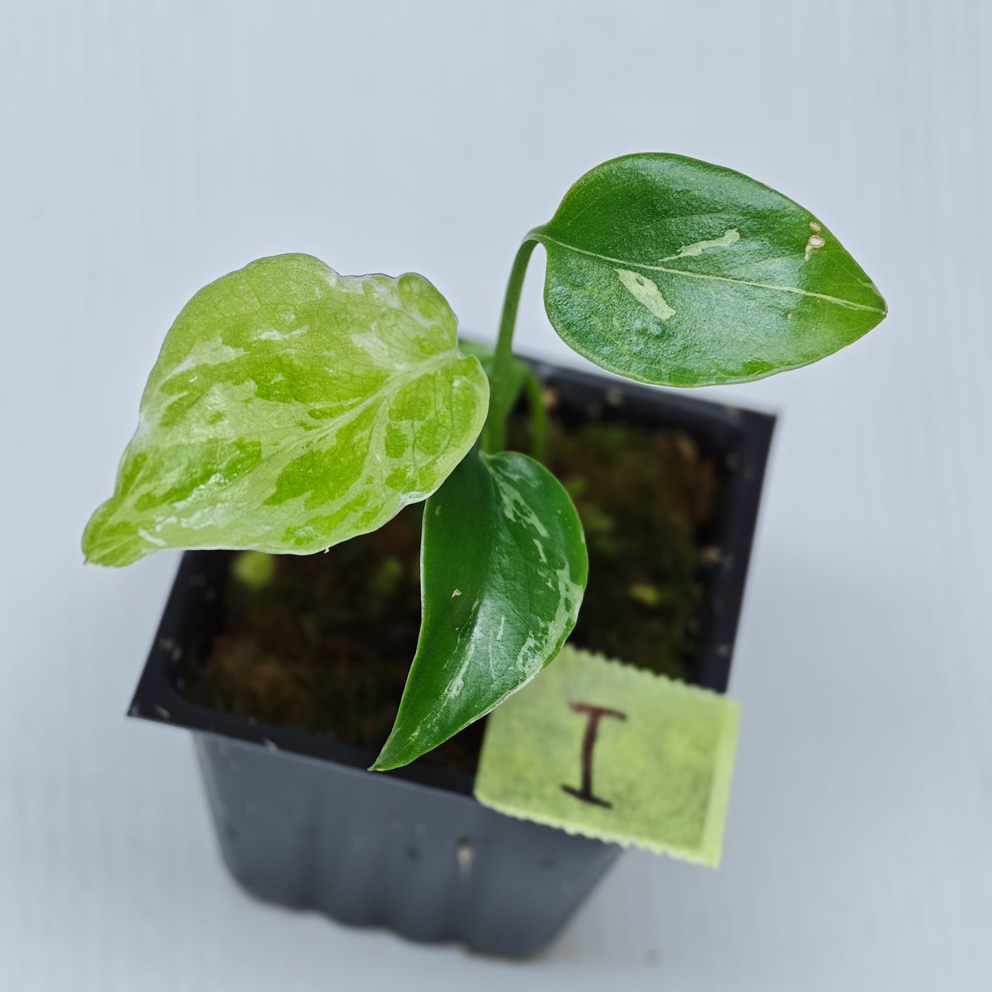 Monstera Bulbasaur