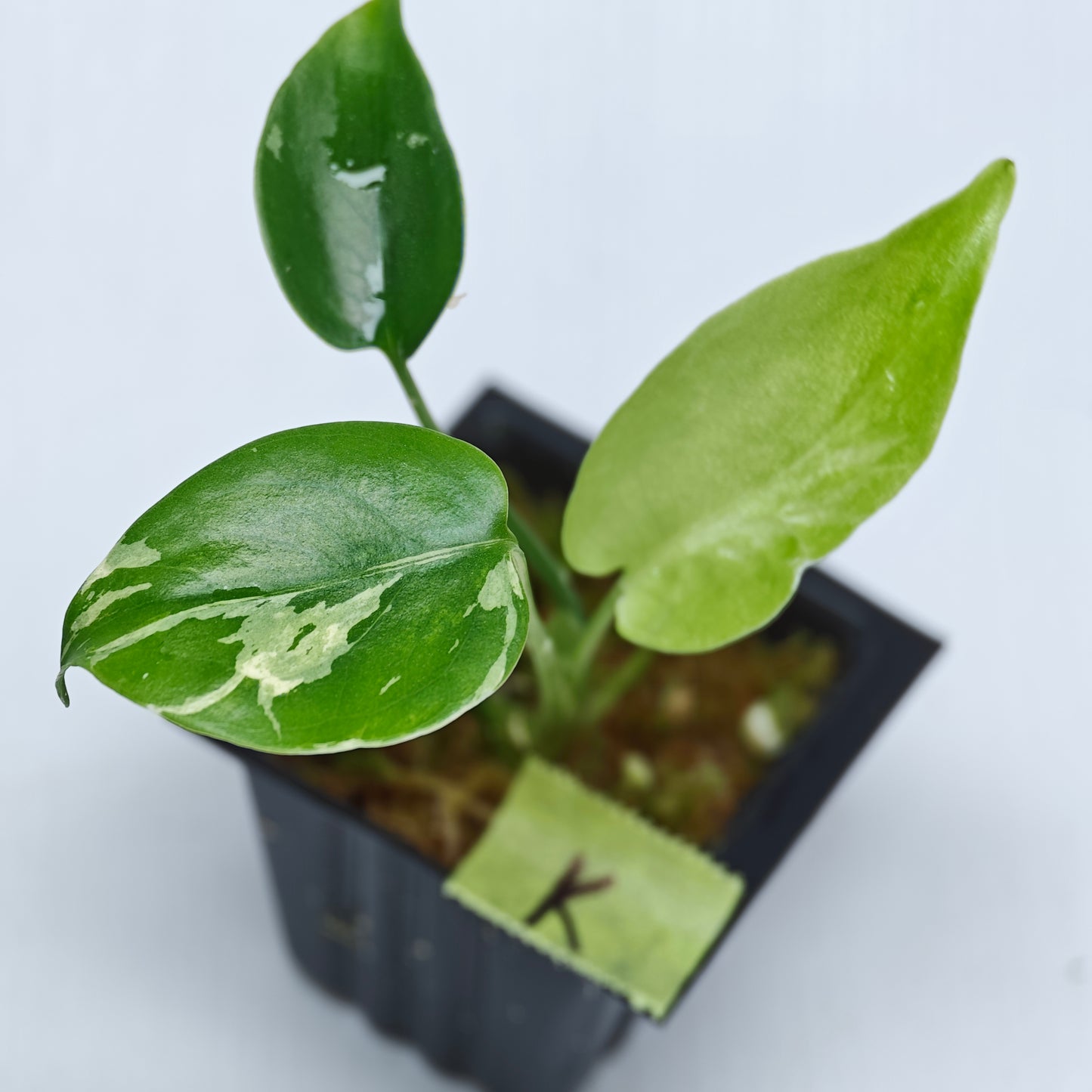 Monstera Bulbasaur