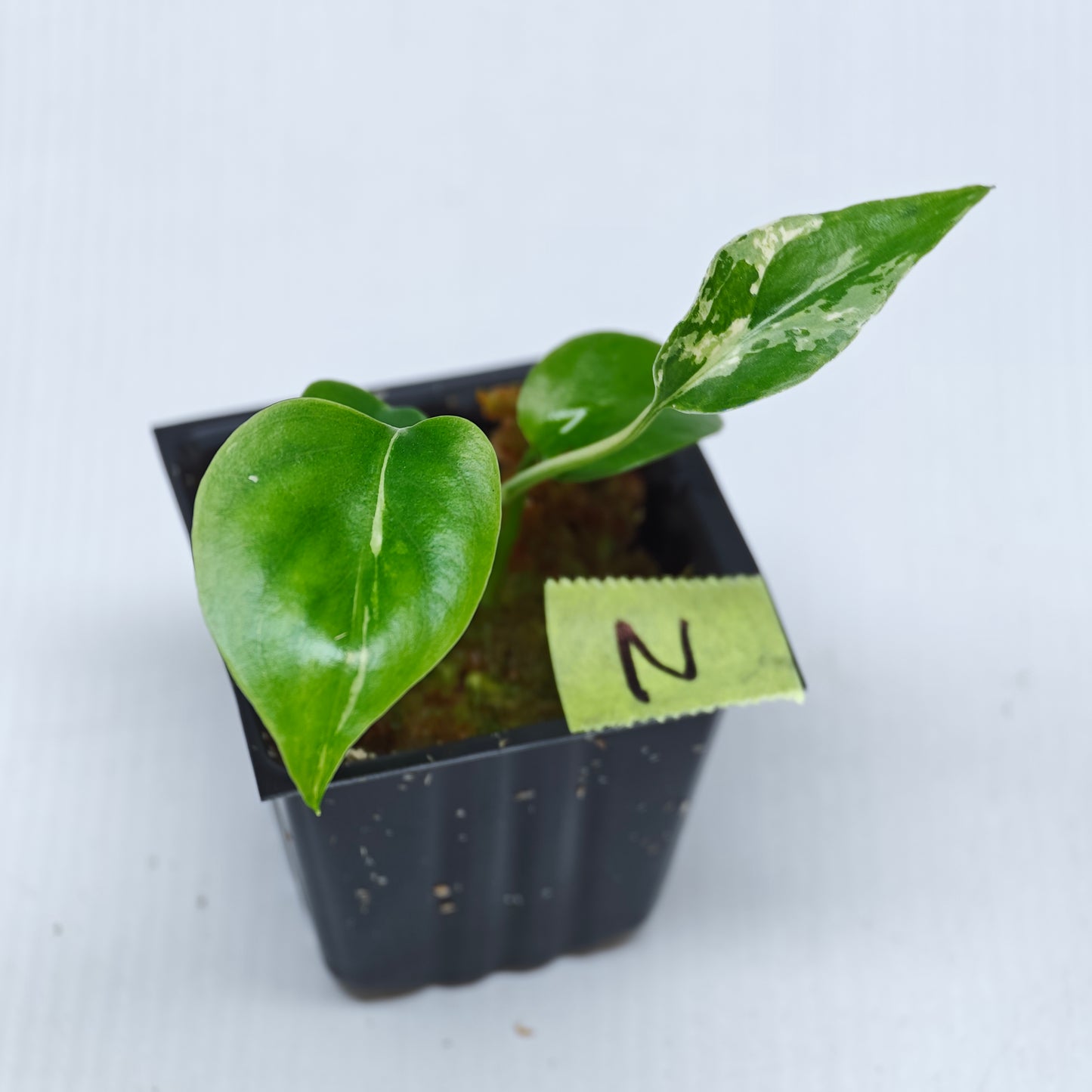 Monstera Bulbasaur