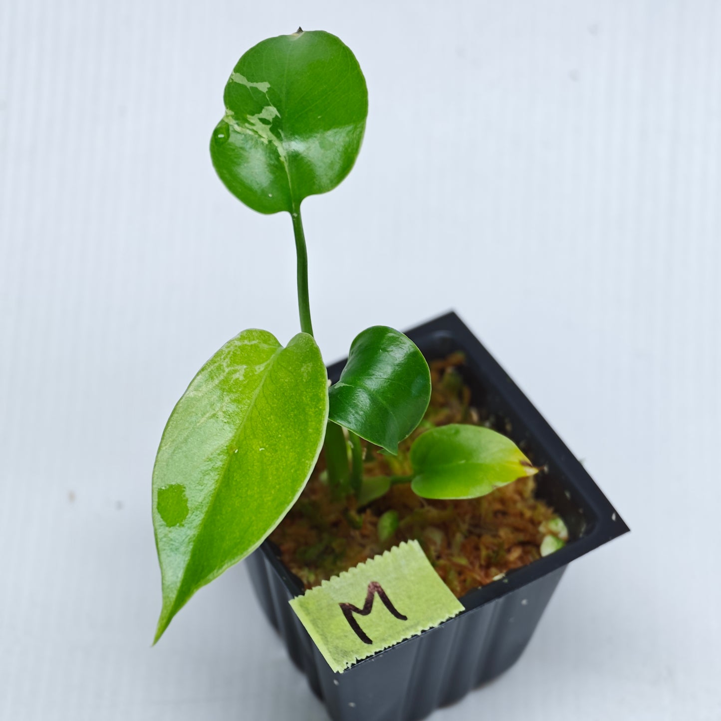 Monstera Bulbasaur