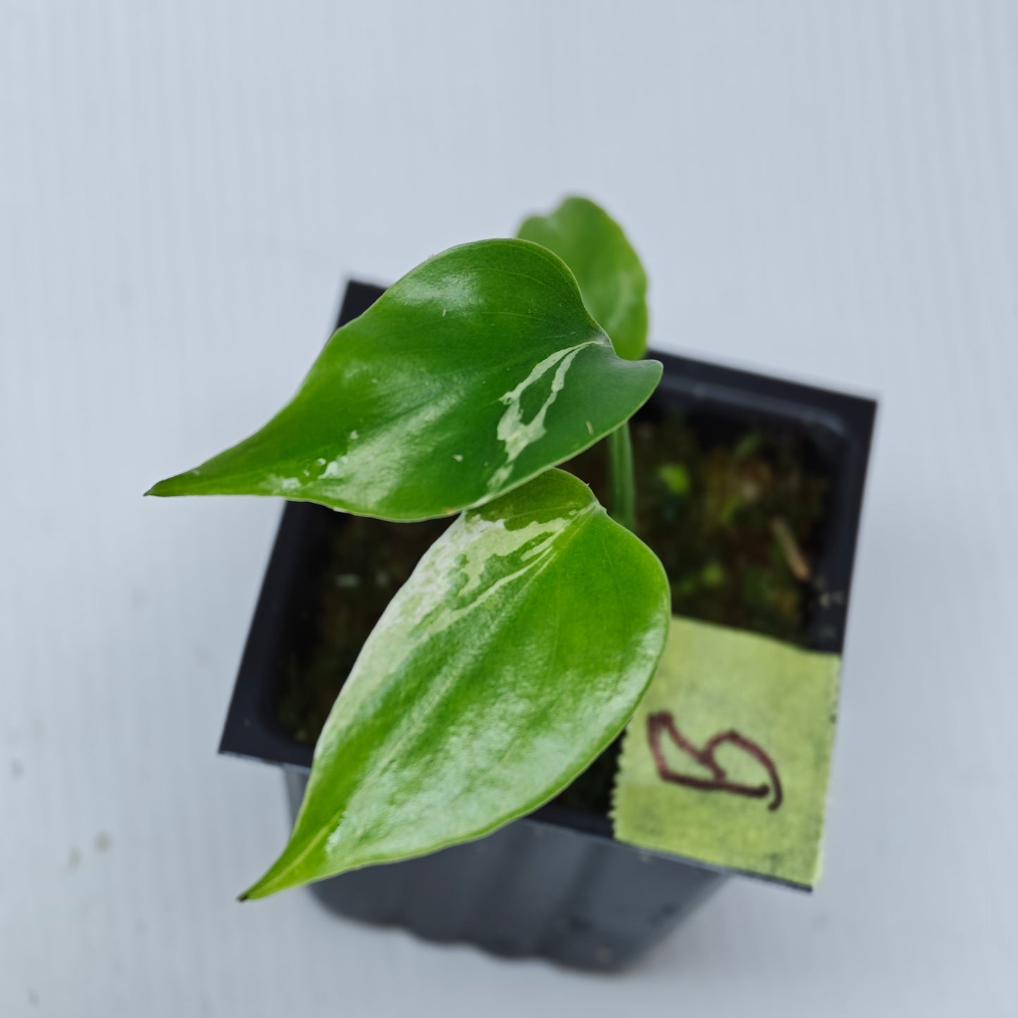 Monstera Bulbasaur