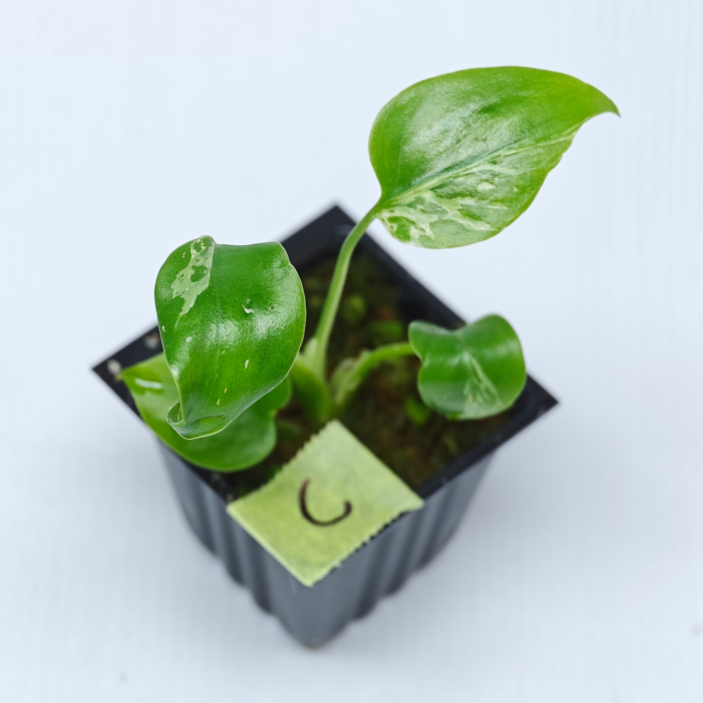 Monstera Bulbasaur