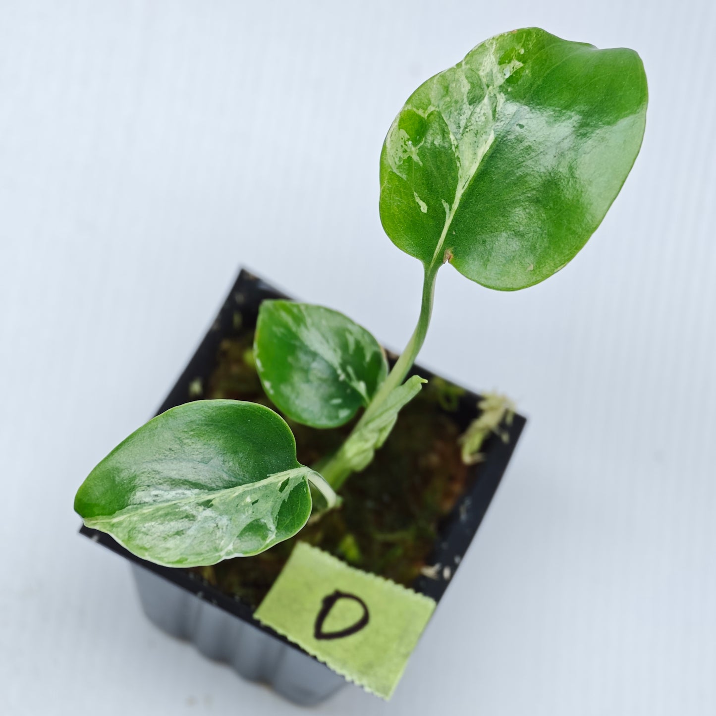 Monstera Bulbasaur