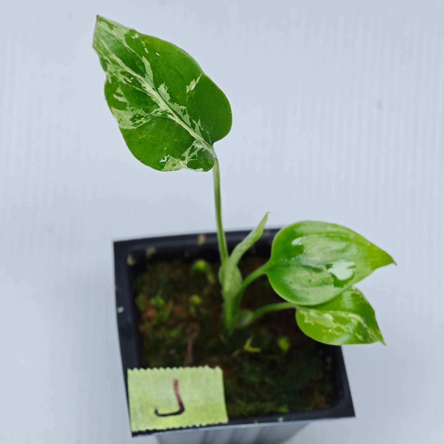 Monstera Bulbasaur