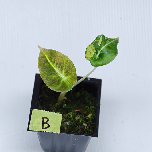 Alocasia Black Velvet Gold Variegated