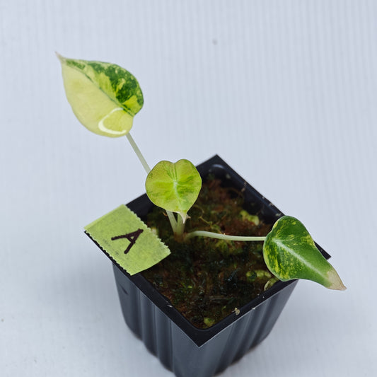 Alocasia Black Velvet Gold Variegated