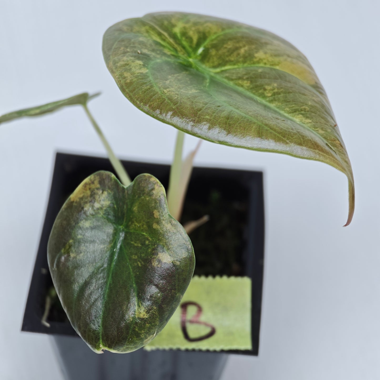 Alocasia Cuprea Latte (Aurea Variegated)