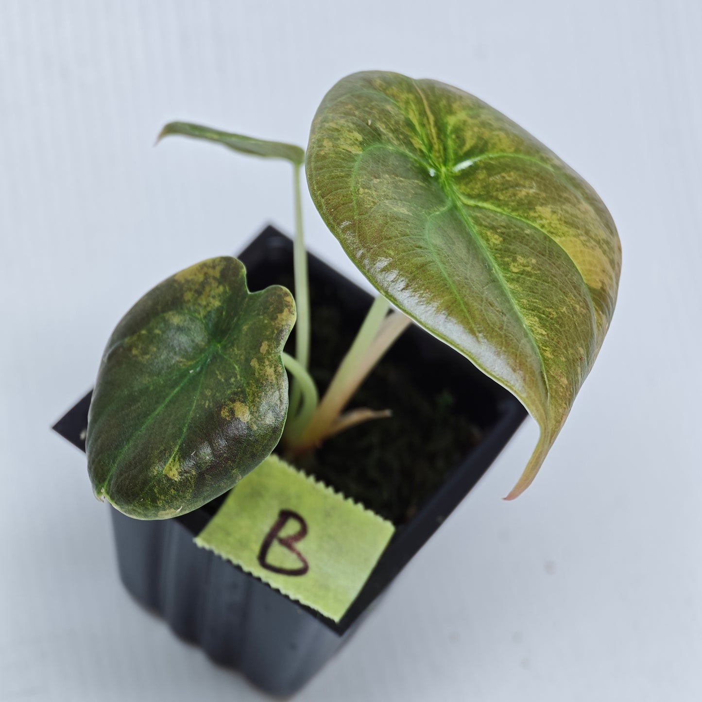 Alocasia Cuprea Latte (Aurea Variegated)