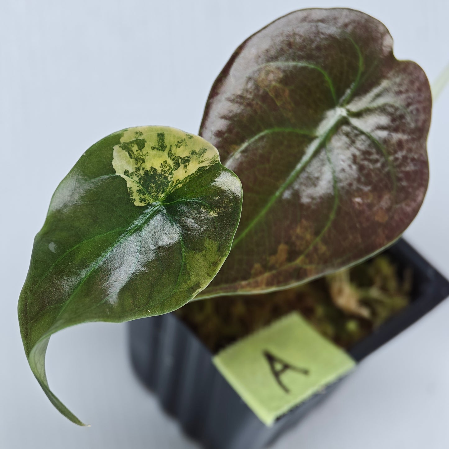 Alocasia Cuprea Latte (Aurea Variegated)