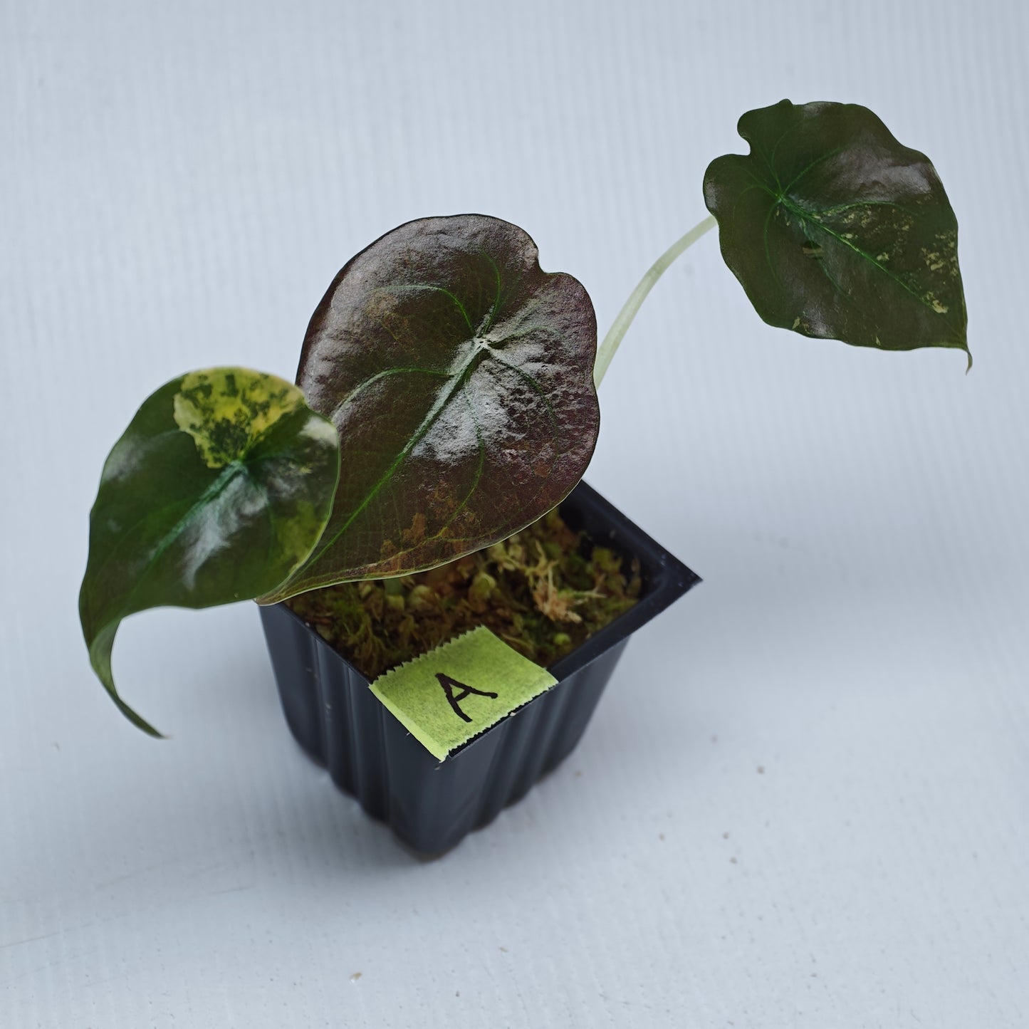 Alocasia Cuprea Latte (Aurea Variegated)