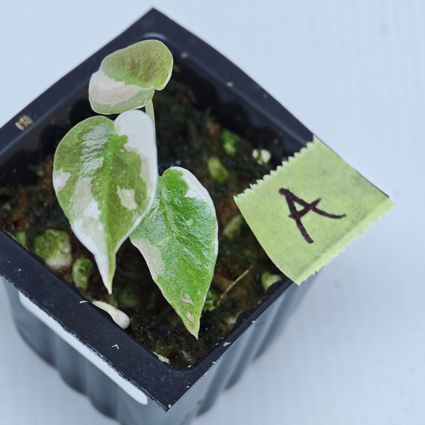Alocasia cuprea True Pink Variegated